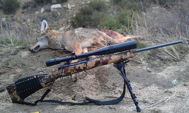 bipod for coyote shooting