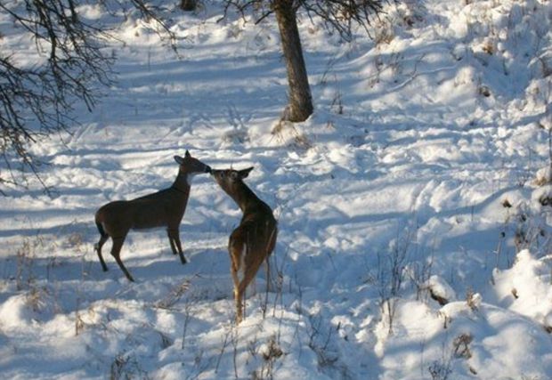 Flambeau Masters Doe Deer Decoy