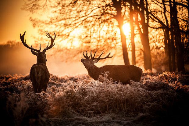 Best Deer Decoys Review