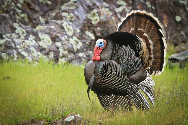 best turkey decoy