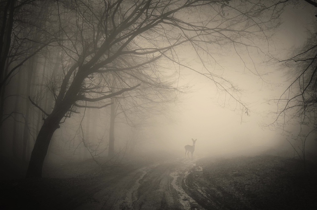 deer move in the rain storm