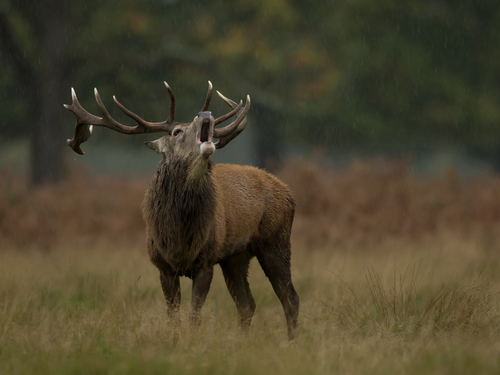 deer moves in the rain