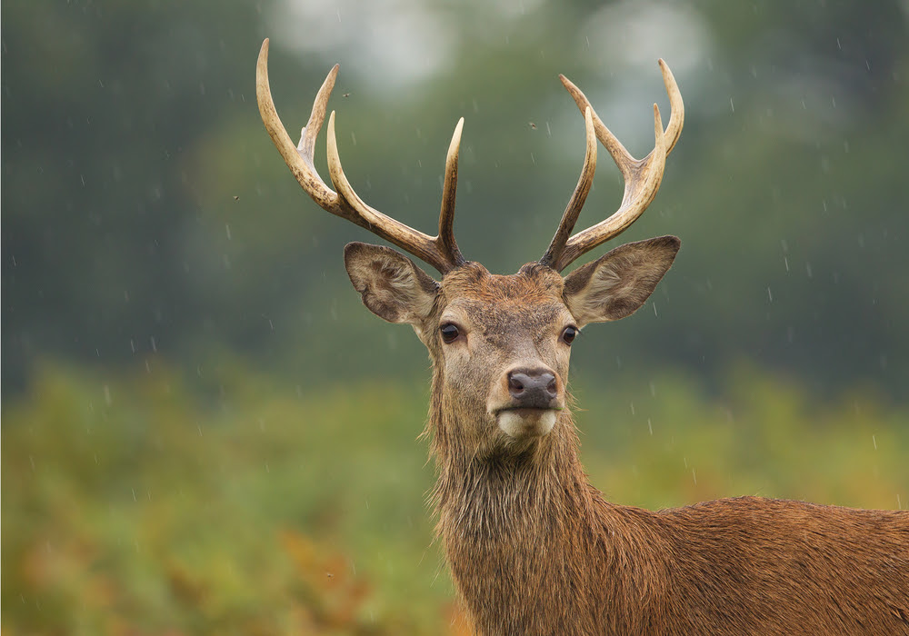 do deer move in the rain