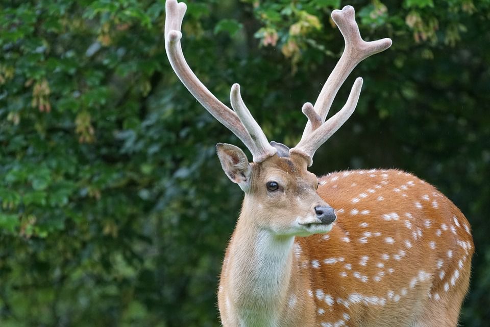 apple-scented-deer-attractant