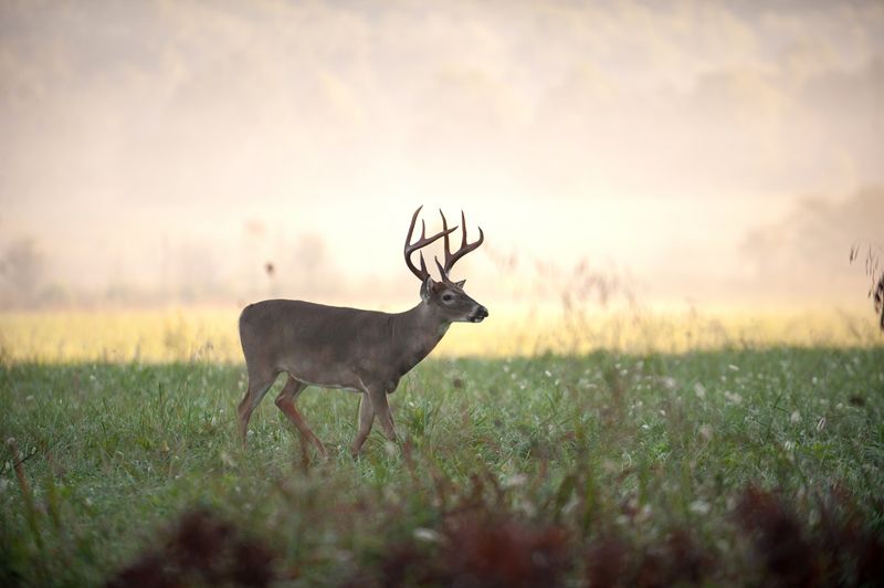 benefits of deer feeder
