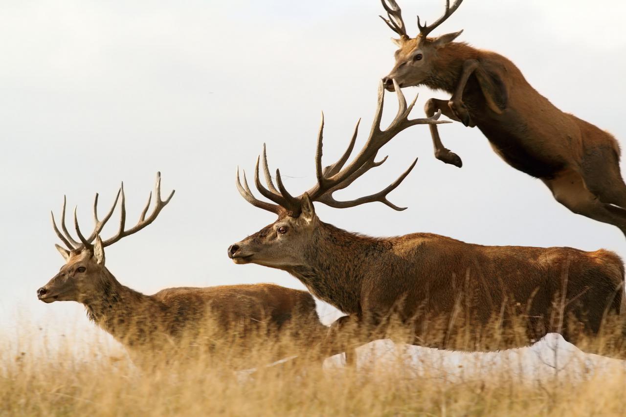 best deer attractant