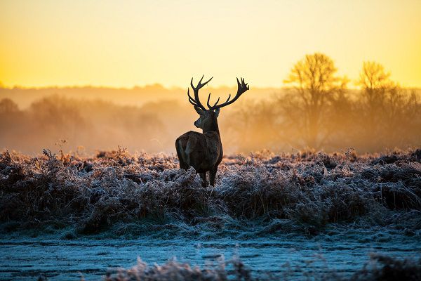 deer decoying mistakes