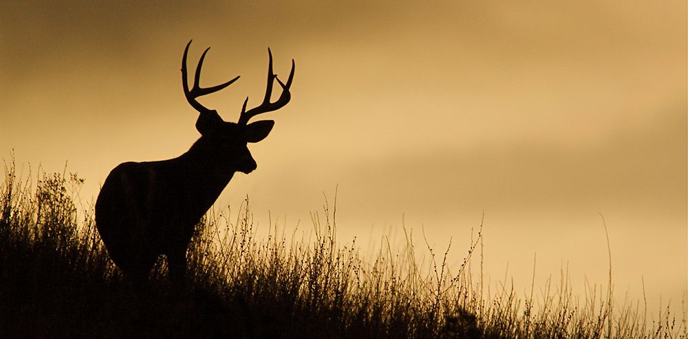 deer decoy tips