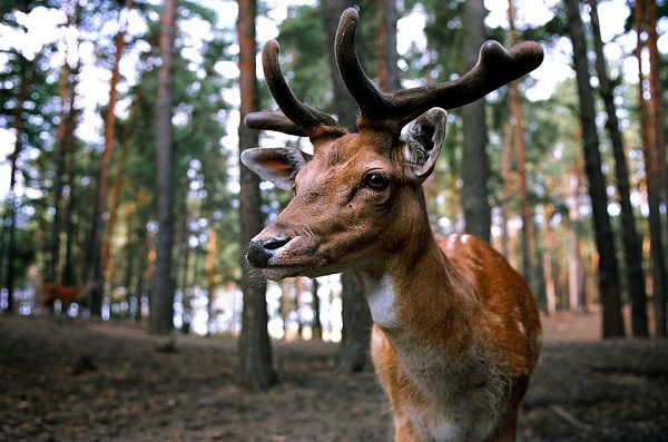 deer decoys work or not