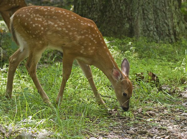 deer feeder faq