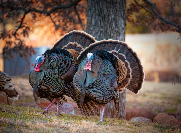 using turkey decoy