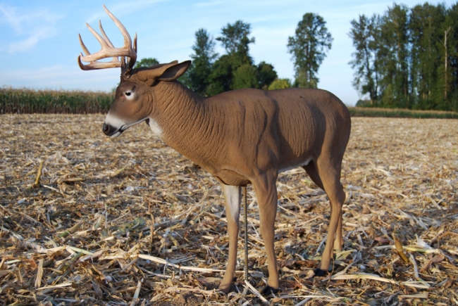 buying deer decoy