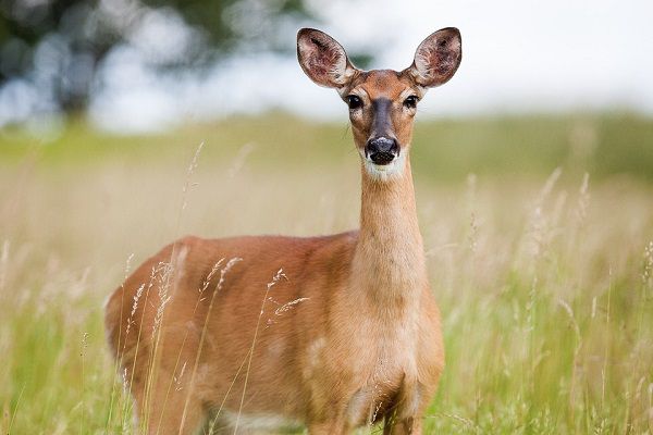 deer attractant to use