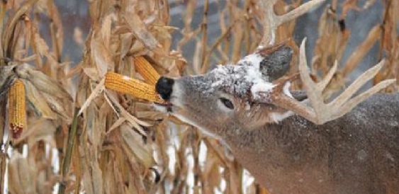 deer eating corn