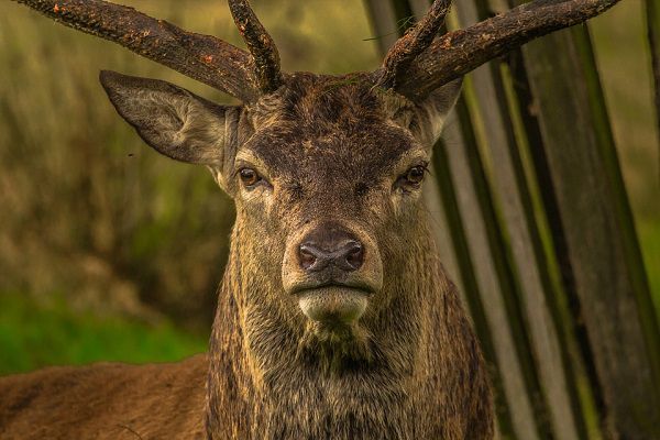 homemade deer attractant