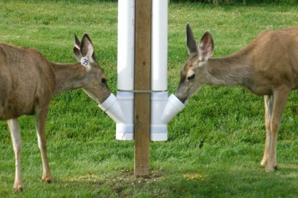 pvc deer feeder
