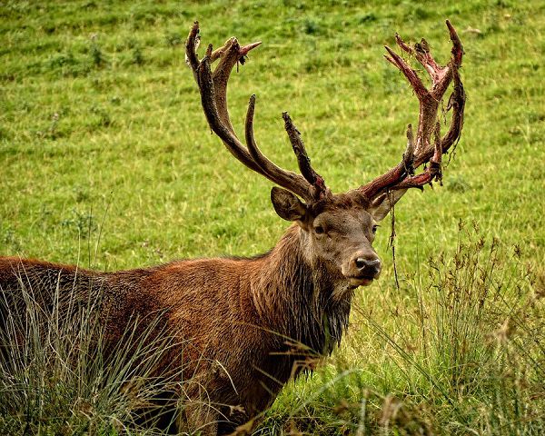 tips for using deer decoy