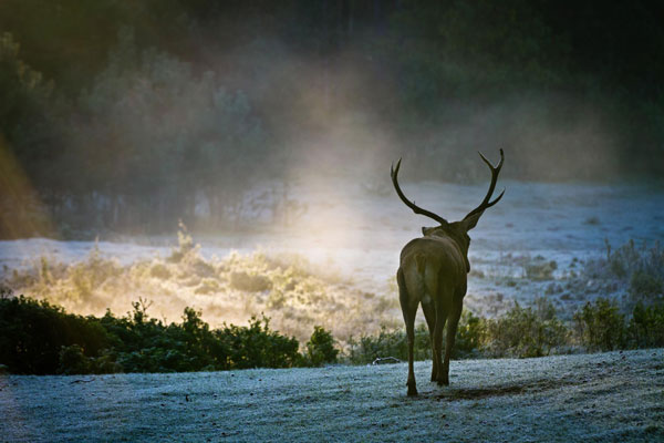 best broadheads for elk and deer reviews