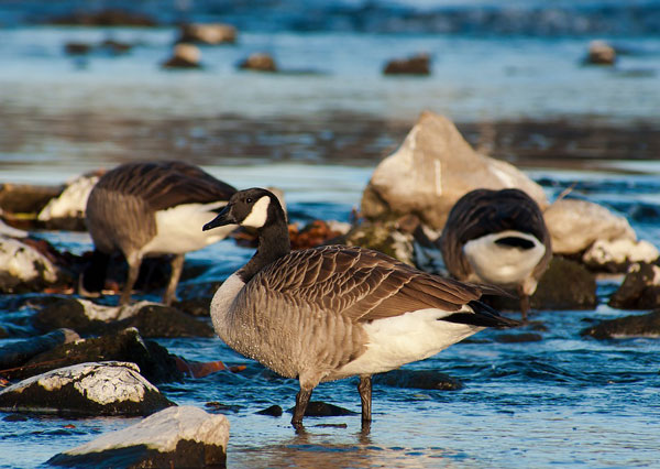 best goose decoys