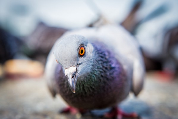 best pigeon decoy