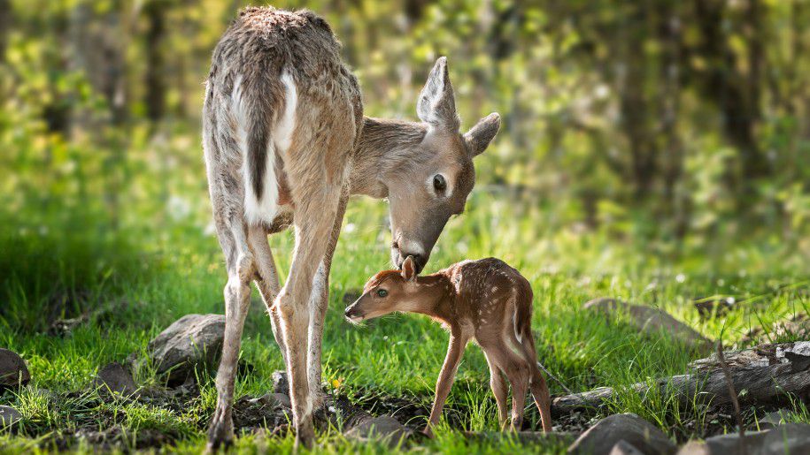 DIY homemade deer feeder