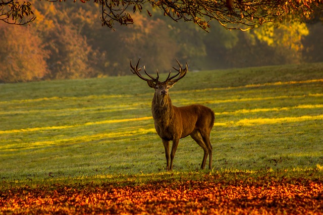 synthetic deer attractant