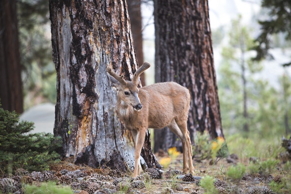 diy deer attractant ideas