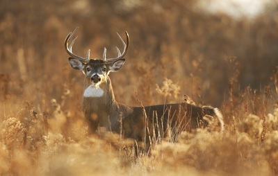 perfect hunting location