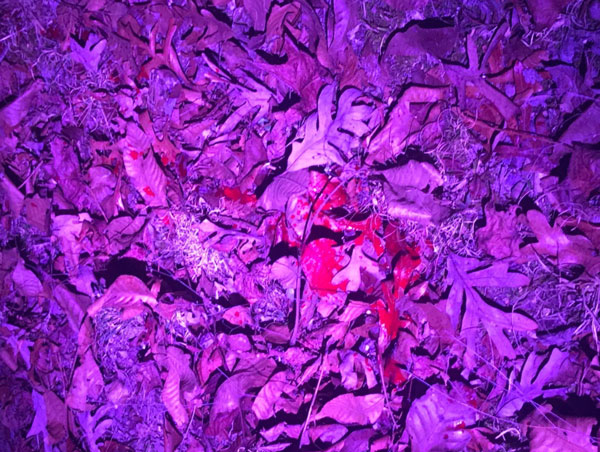 blood tracking light