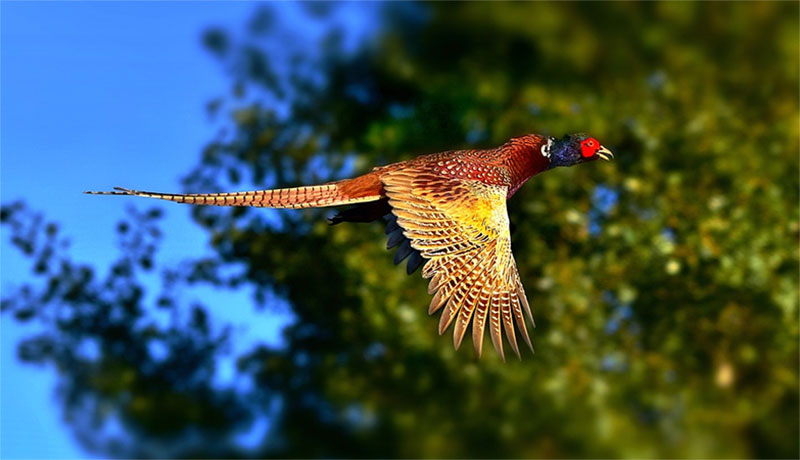 5 Tips on How to Hunt Pheasant Without a Dog