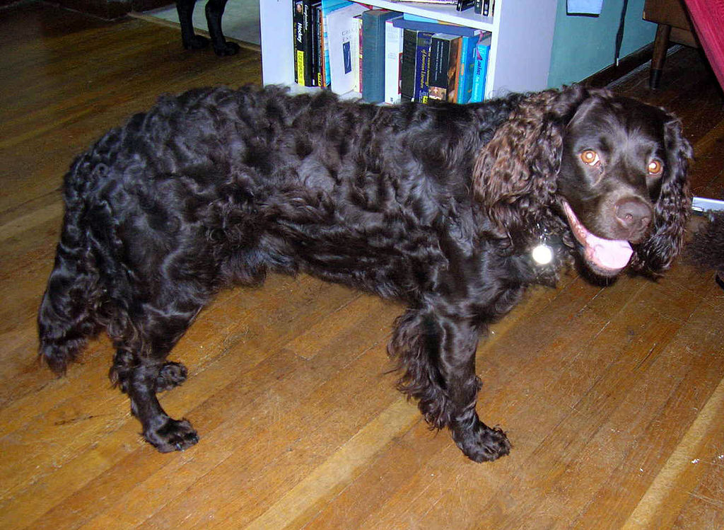 American water spaniel