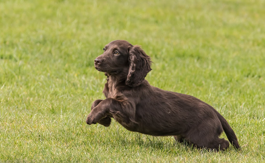 boykin spaniel hunting ducks