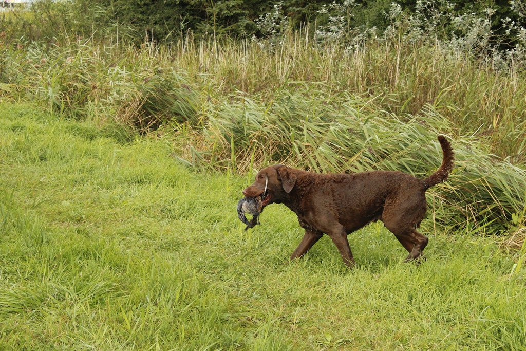 chesapeake bay retriever