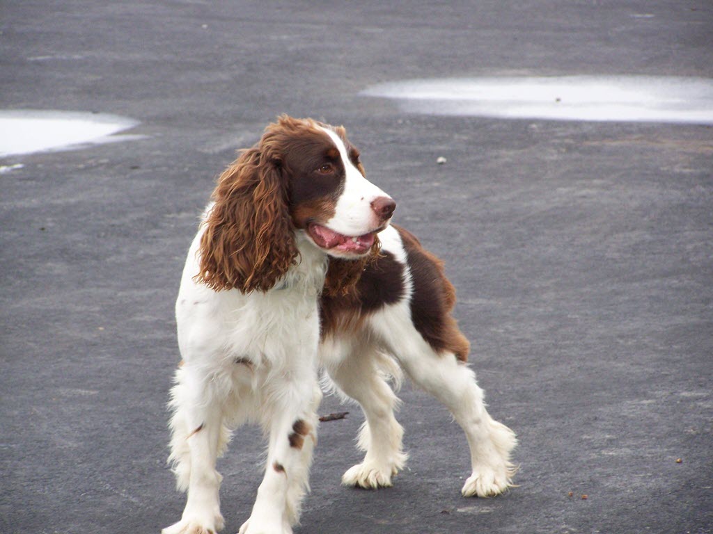 english springer spaniel