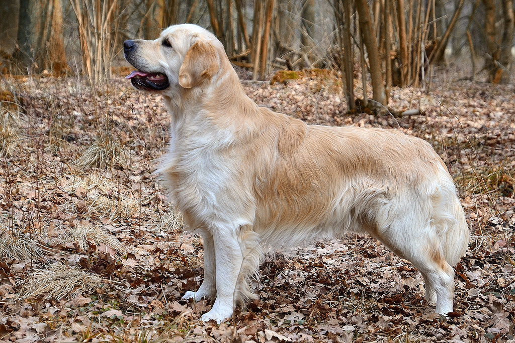 golden retriever duck hunting