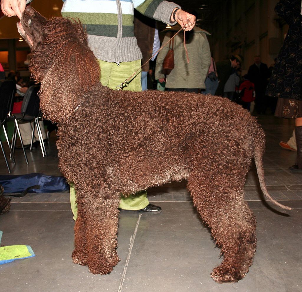 irish water spaniel
