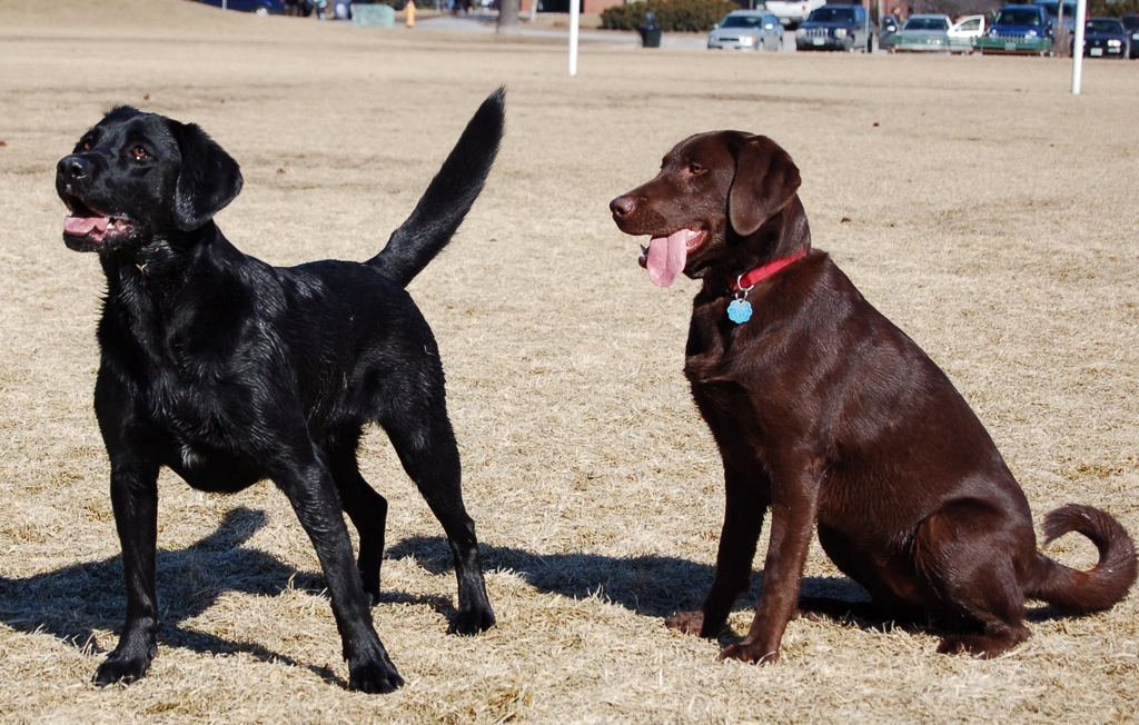 labrador retrievers