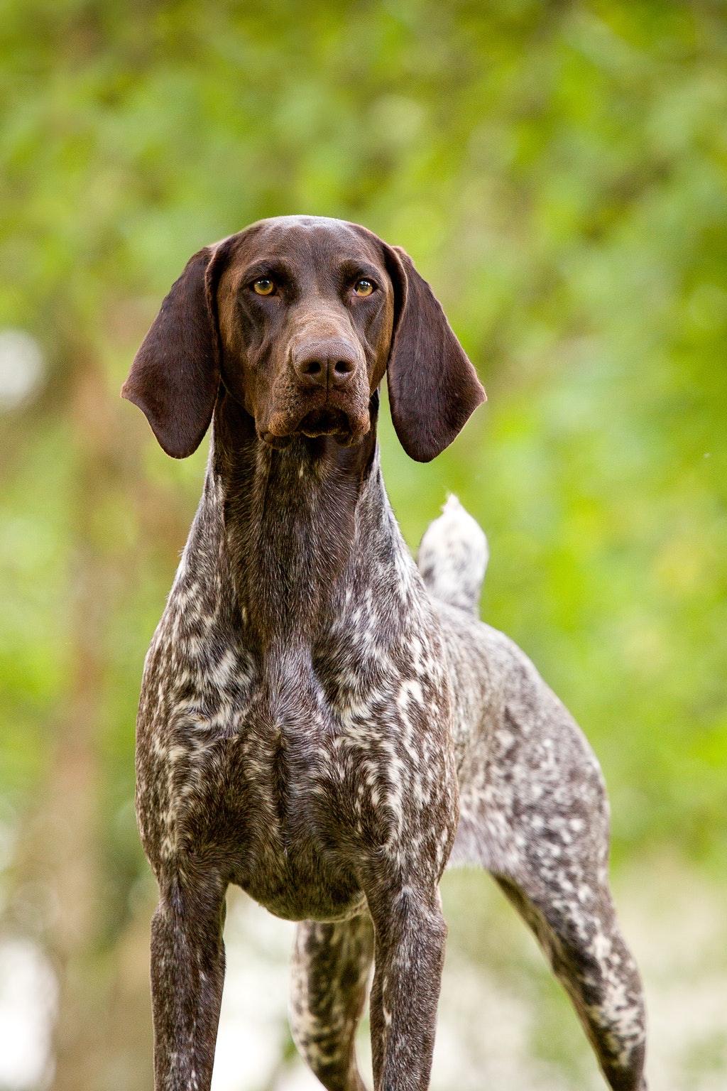 german shorthair pointer