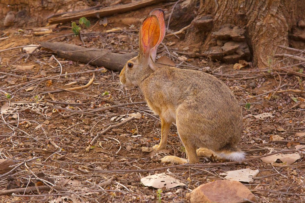Rabbit