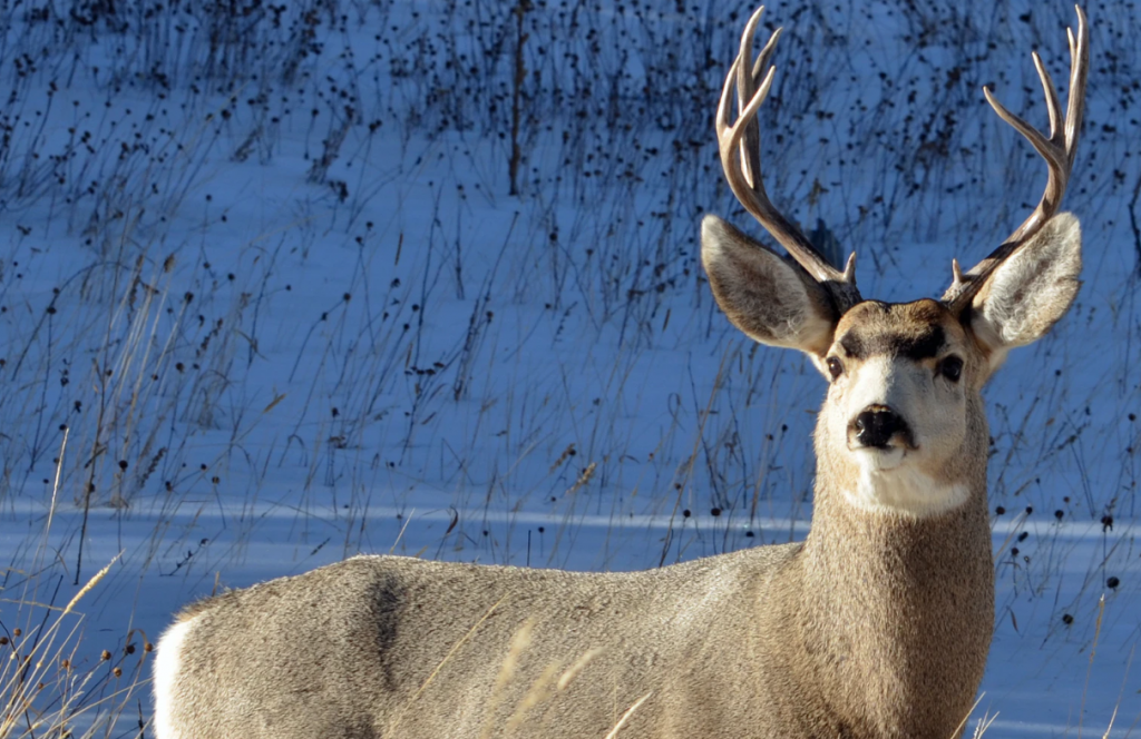 whitetail deer standing in snow while hunter debates.243 vs.308 for deer hunting
