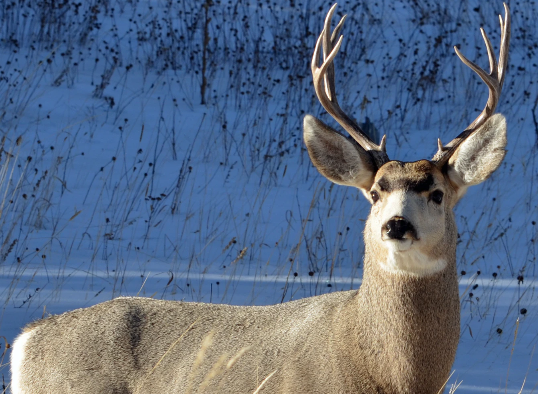 whitetail deer hunting.243 vs.308