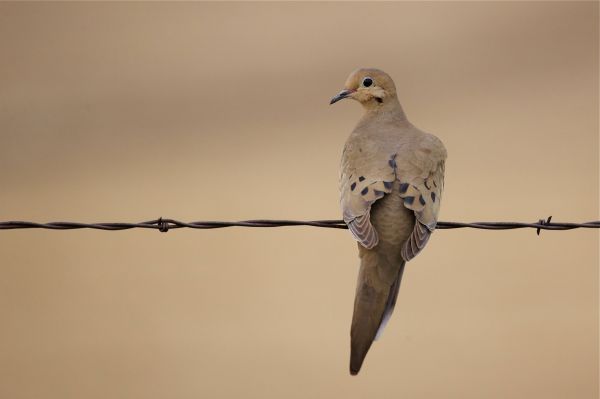 best dove decoy reviews