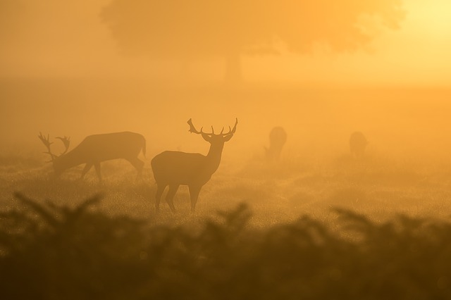 whitetail deer hunting tips