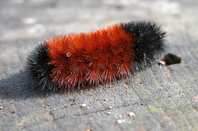 woolly bear hunting