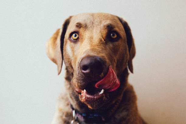 blood tracking dog