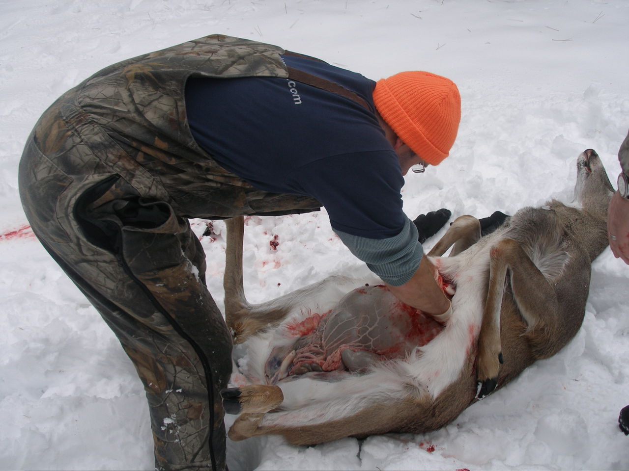 Hunter in an orange cap field cleaning a deer