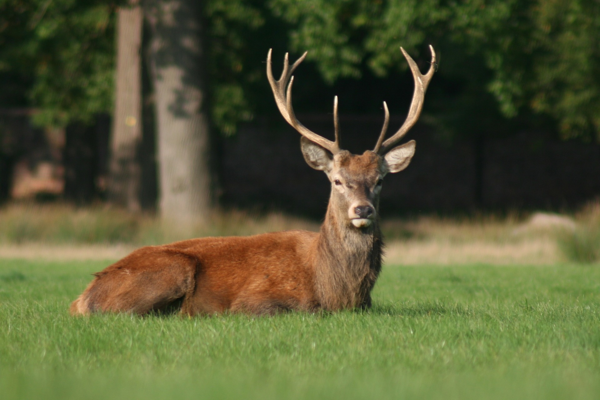 Big buck lying in a field of green grass