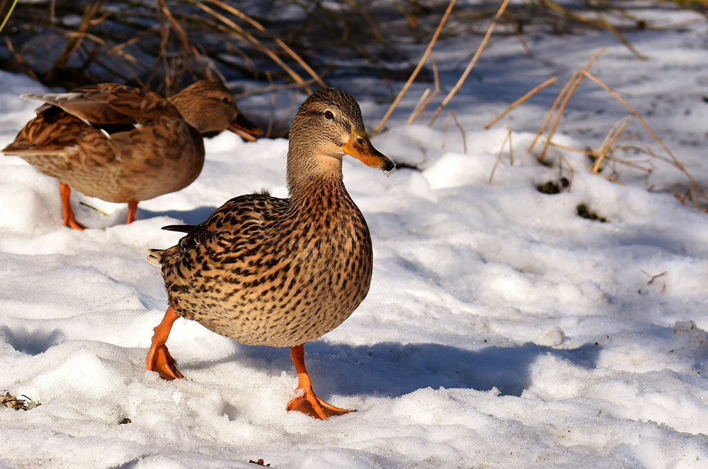 duck in snow